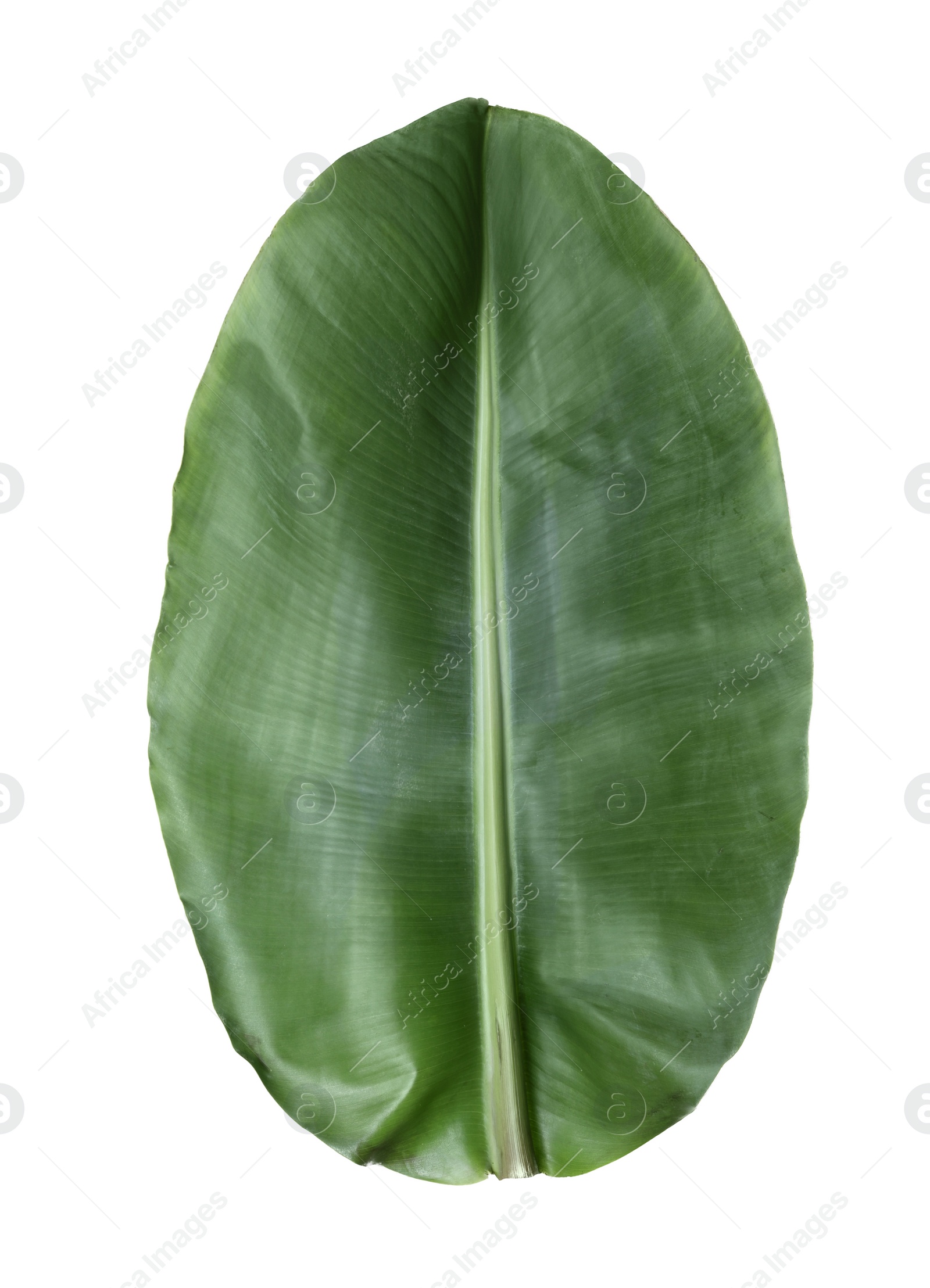 Photo of Fresh green banana leaf on white background. Tropical foliage