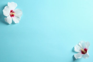 Photo of Beautiful tropical Hibiscus flowers on color background with space for design, top view