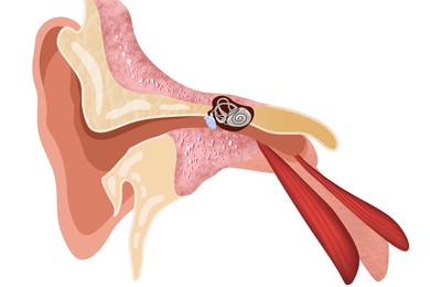 Anatomy of human ear on white background. Illustration