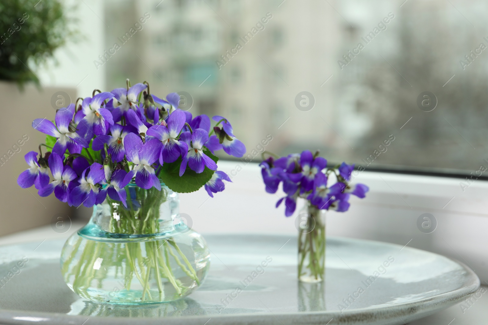 Photo of Beautiful wood violets on window sill indoors, space for text. Spring flowers
