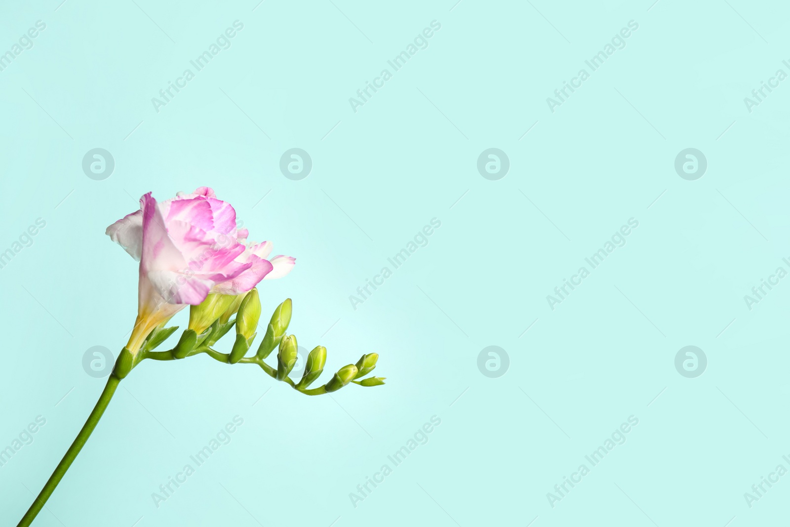 Photo of Beautiful blooming pink freesia on light blue background. Space for text