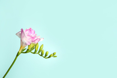 Photo of Beautiful blooming pink freesia on light blue background. Space for text