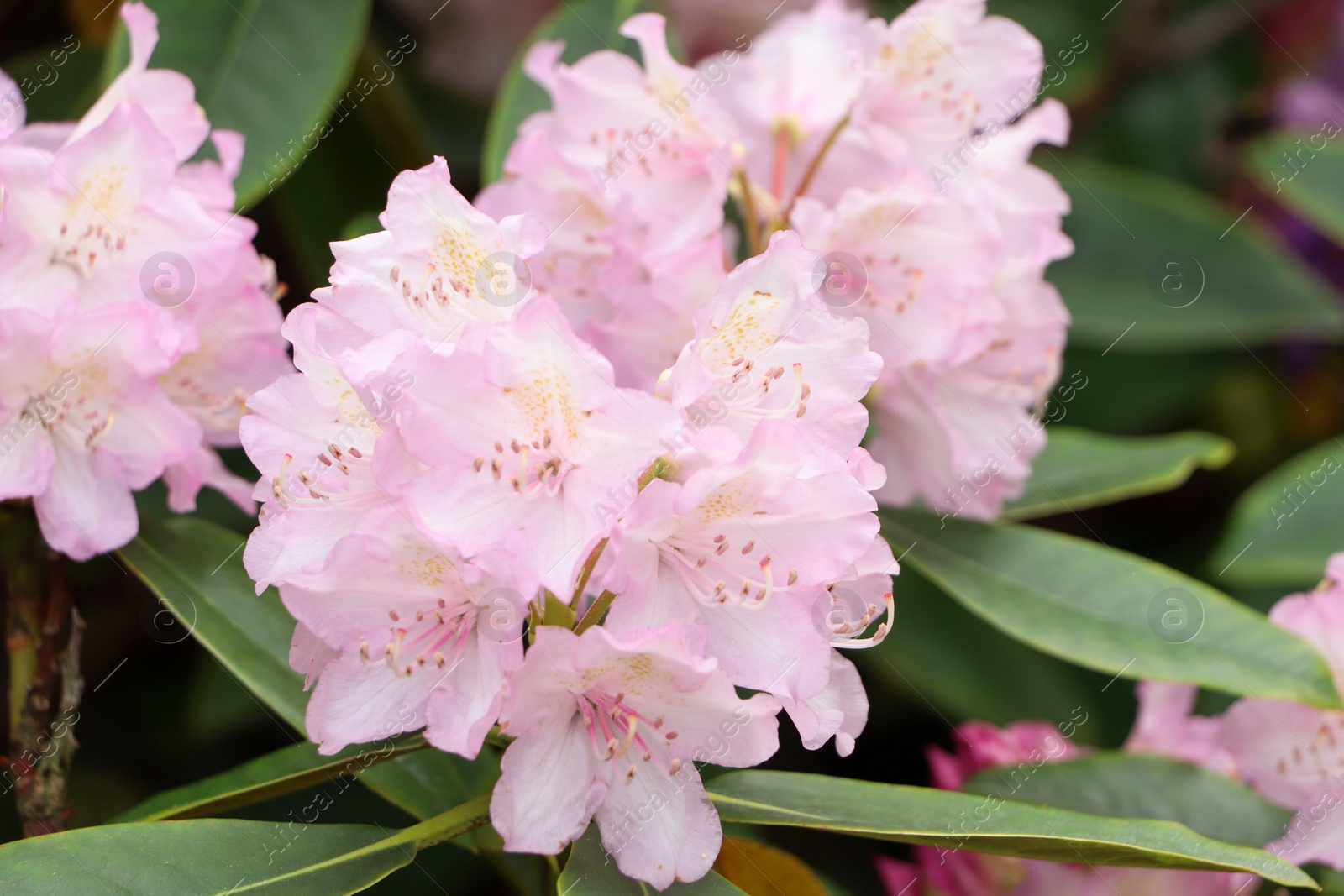 Photo of Beautiful rhododendron flowers on bush outdoors, closeup