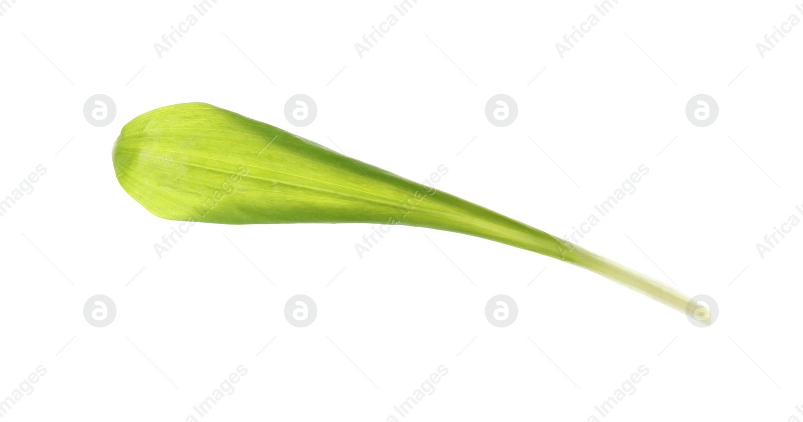 Photo of Leaf of wild garlic or ramson isolated on white