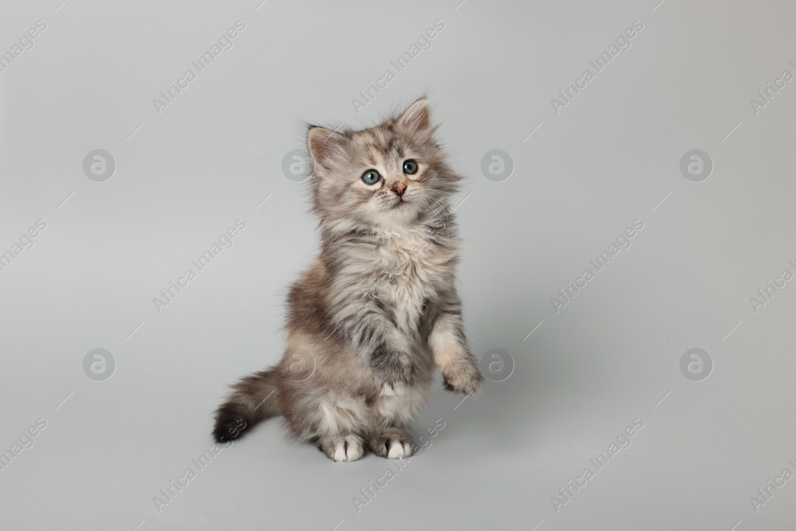 Photo of Beautiful kitten on light grey background. Cute pet