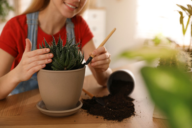 Young woman potting succulent plant at home, closeup. Engaging hobby