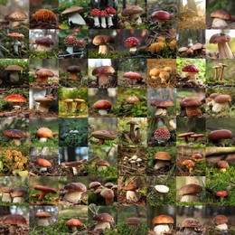 Image of Collage with photos of different wild mushrooms in forest