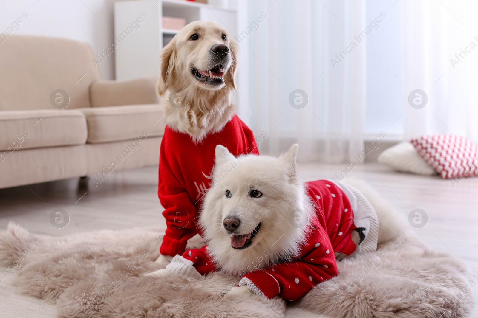 Photo of Cute dogs in warm sweaters on floor at home. Christmas celebration