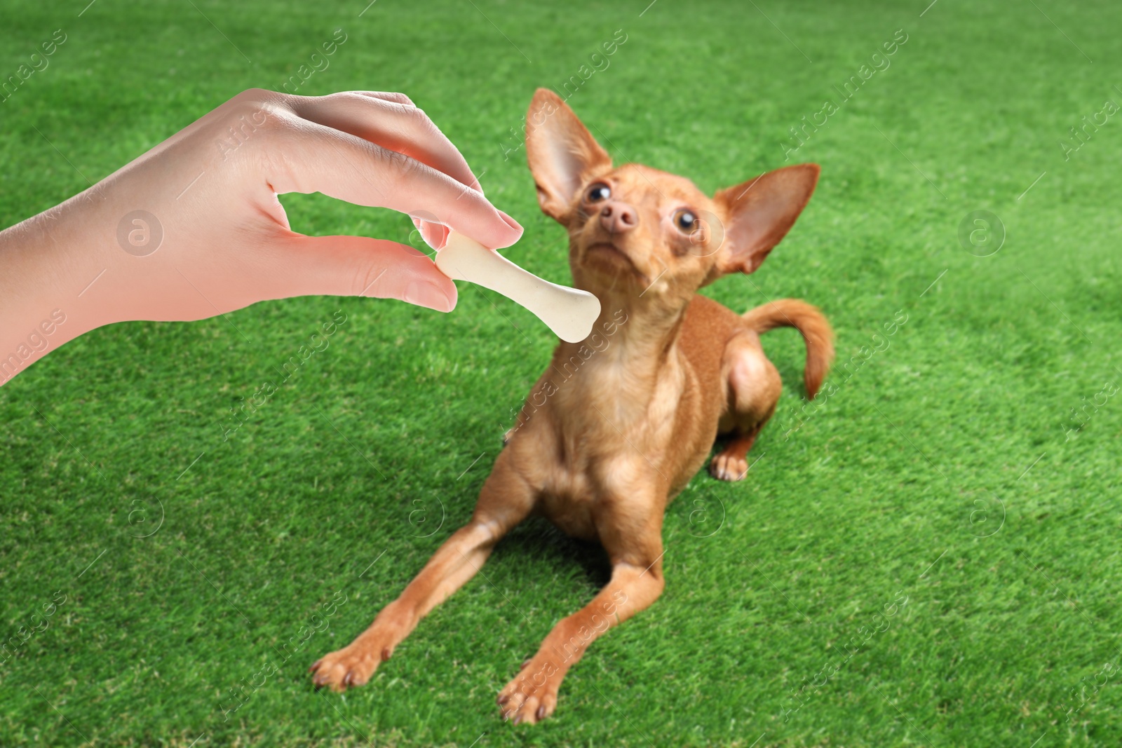 Image of Woman giving tasty bone shaped cookie to her dog outdoors, closeup