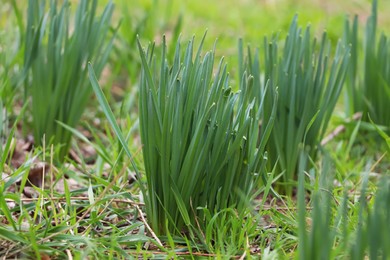 Photo of Daffodil plants growing in garden. Spring flowers