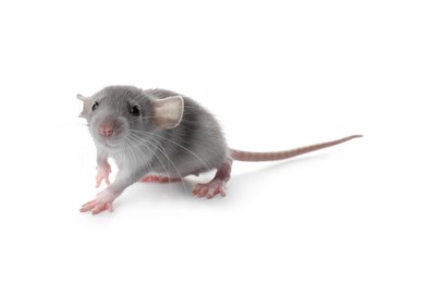 Small fluffy grey rat on white background