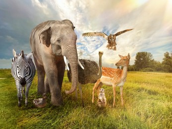 Image of Many different animals on green grass under cloudy sky