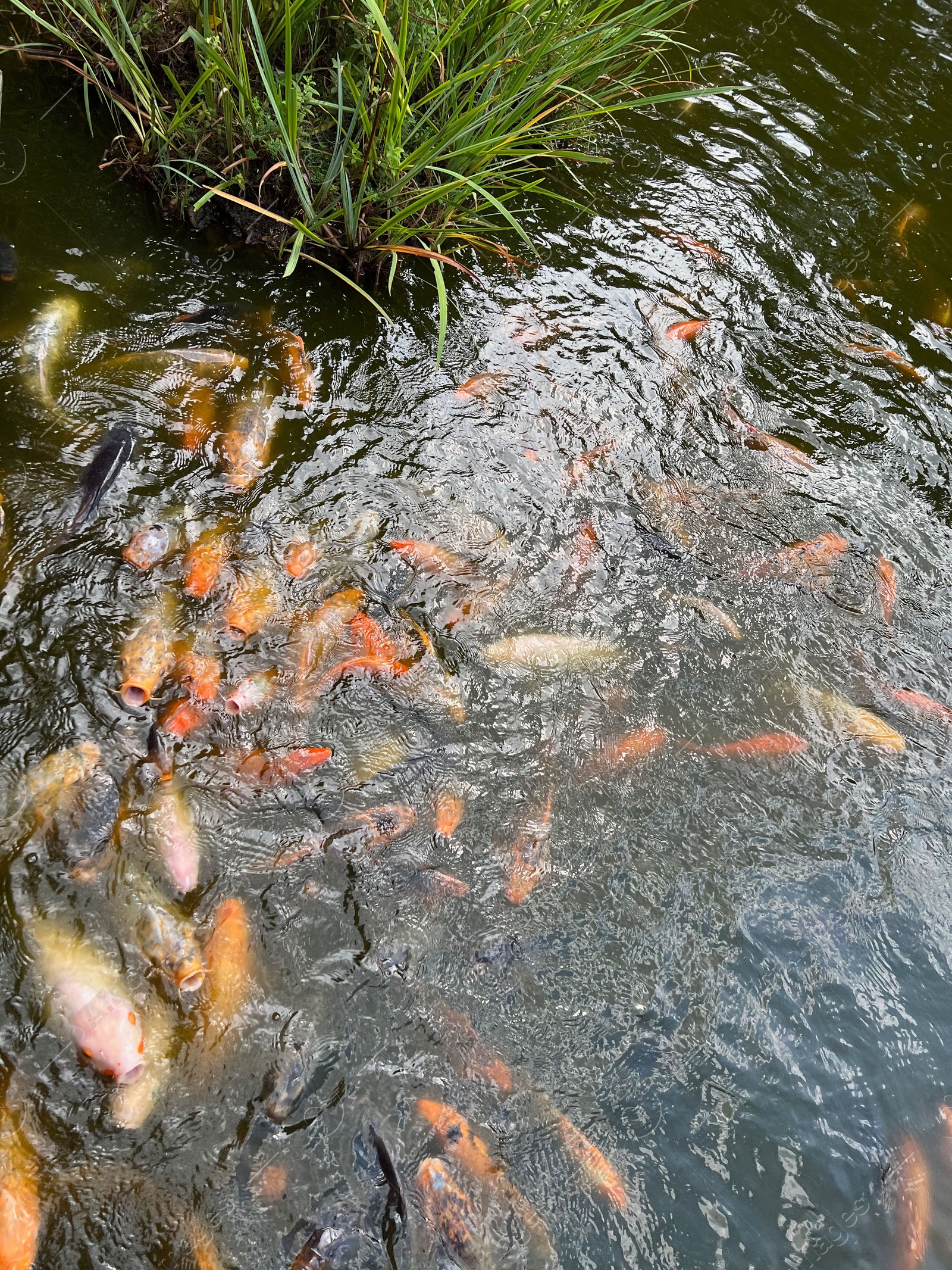 Photo of Many golden carps swimming in water outdoors