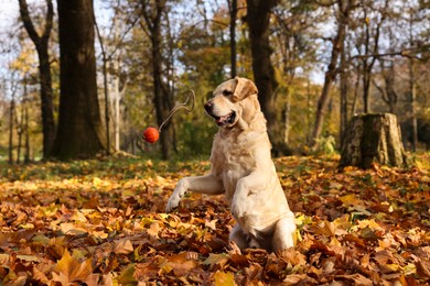 Photo of Cute Labrador Retriever dog playing with toy ball in sunny autumn park