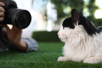 Professional animal photographer taking picture of beautiful cat outdoors, closeup