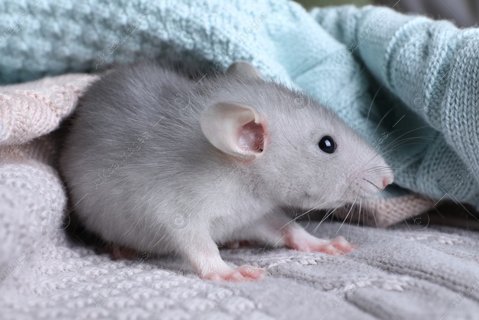 Photo of Cute small rat wrapped in knitted plaid, closeup
