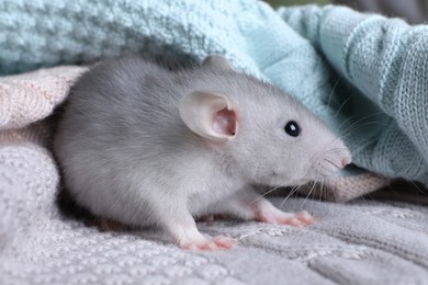 Cute small rat wrapped in knitted plaid, closeup