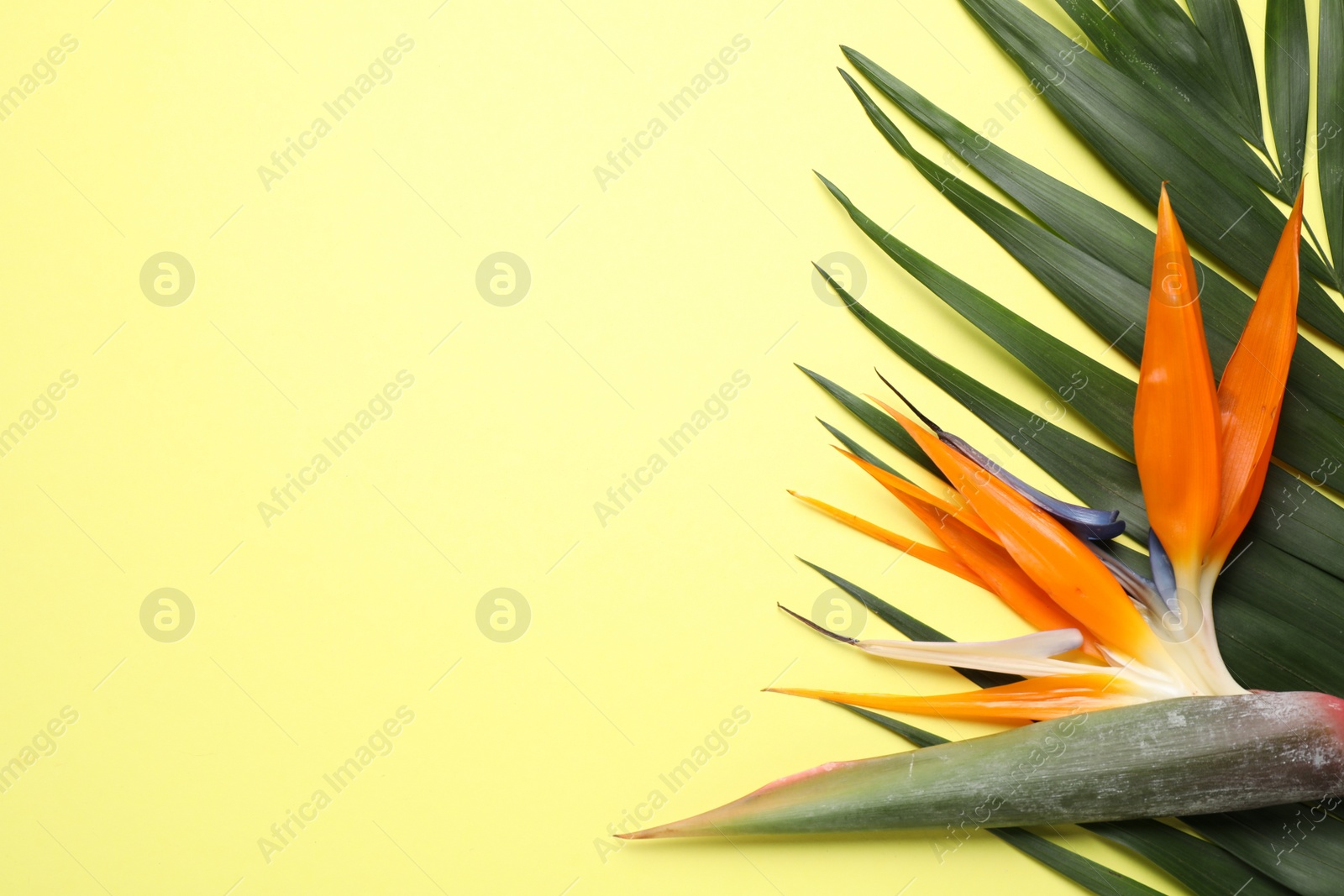 Photo of Flat lay composition with Bird of Paradise tropical flowers on yellow background, space for text