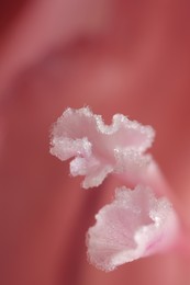 Beautiful pink Gladiolus flower as background, macro view