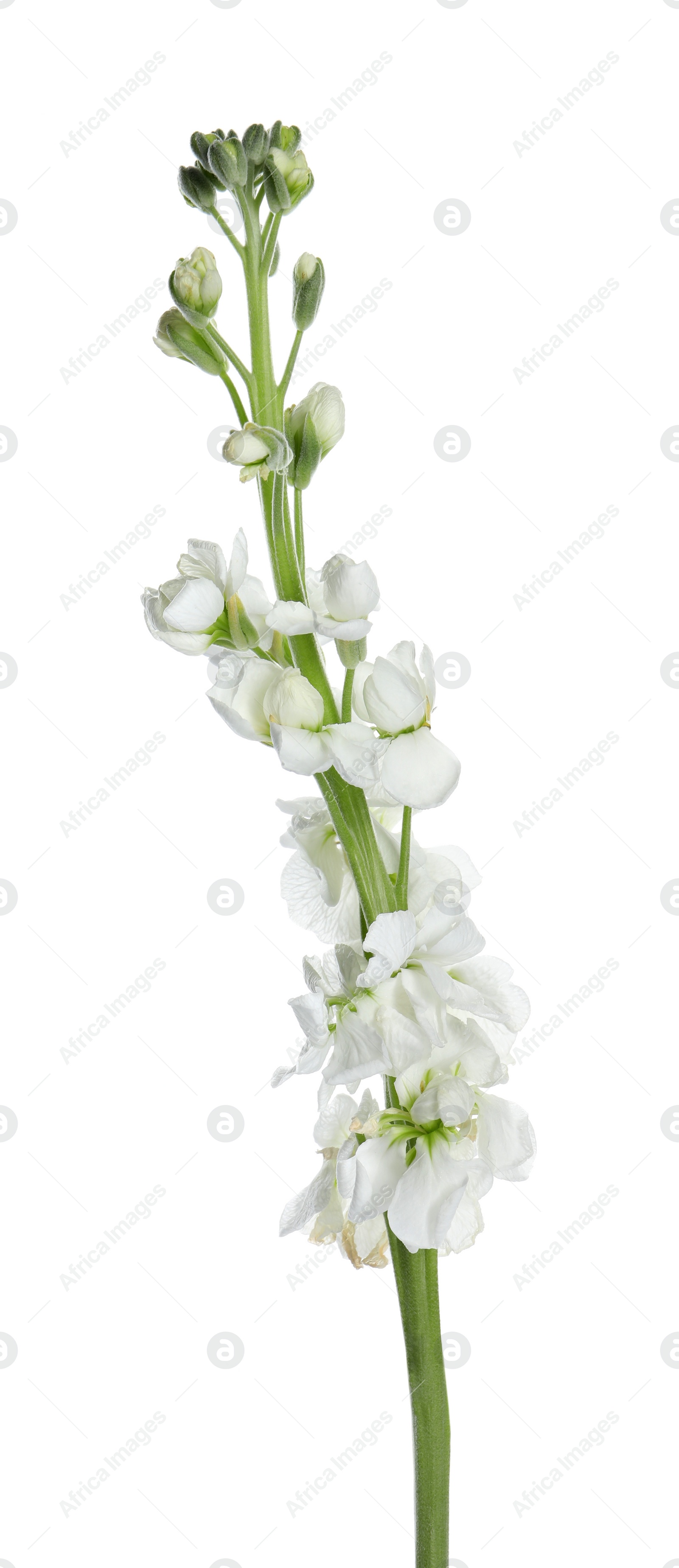 Photo of Beautiful stock flowers with tender petals isolated on white