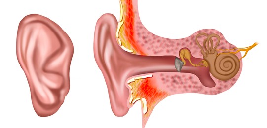 Illustration of Anatomy of human ear on white background. Illustration