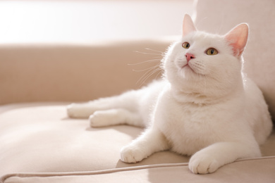 Photo of Cute white cat on sofa at home