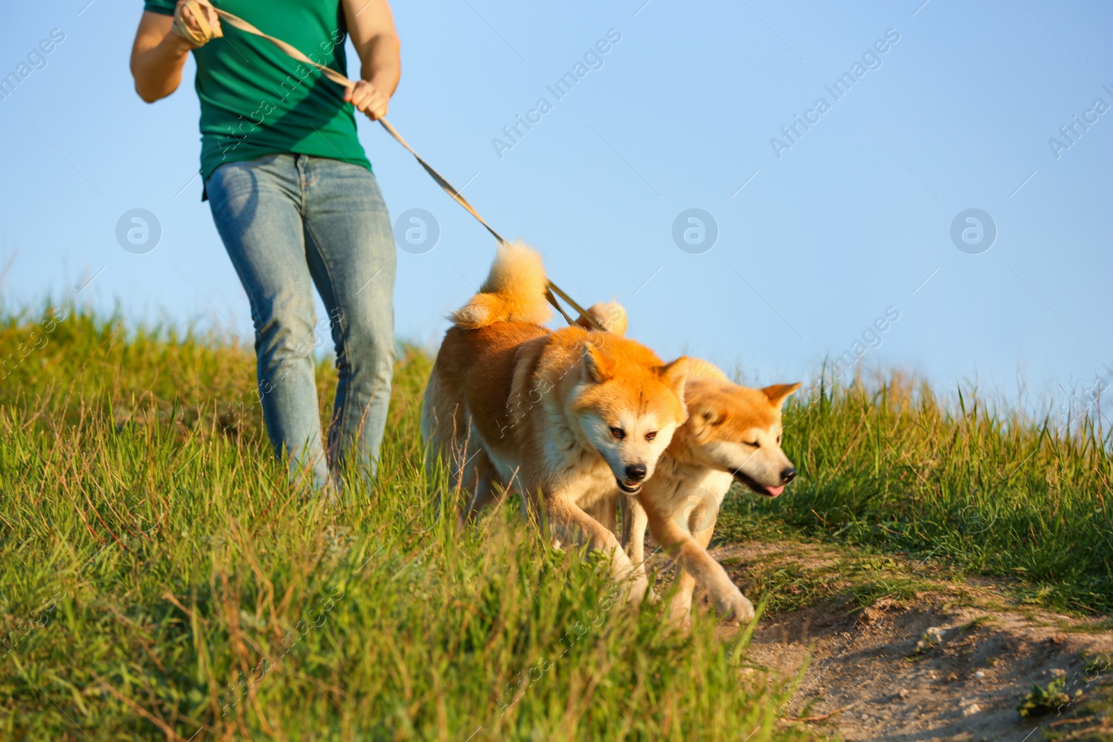 Photo of Young man walking his adorable Akita Inu dogs outdoors