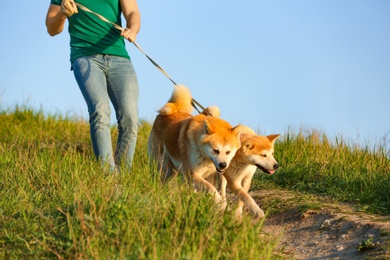 Young man walking his adorable Akita Inu dogs outdoors