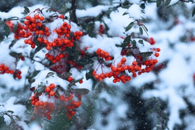 Red rowan berries on tree branches covered with snow outdoors on cold winter day