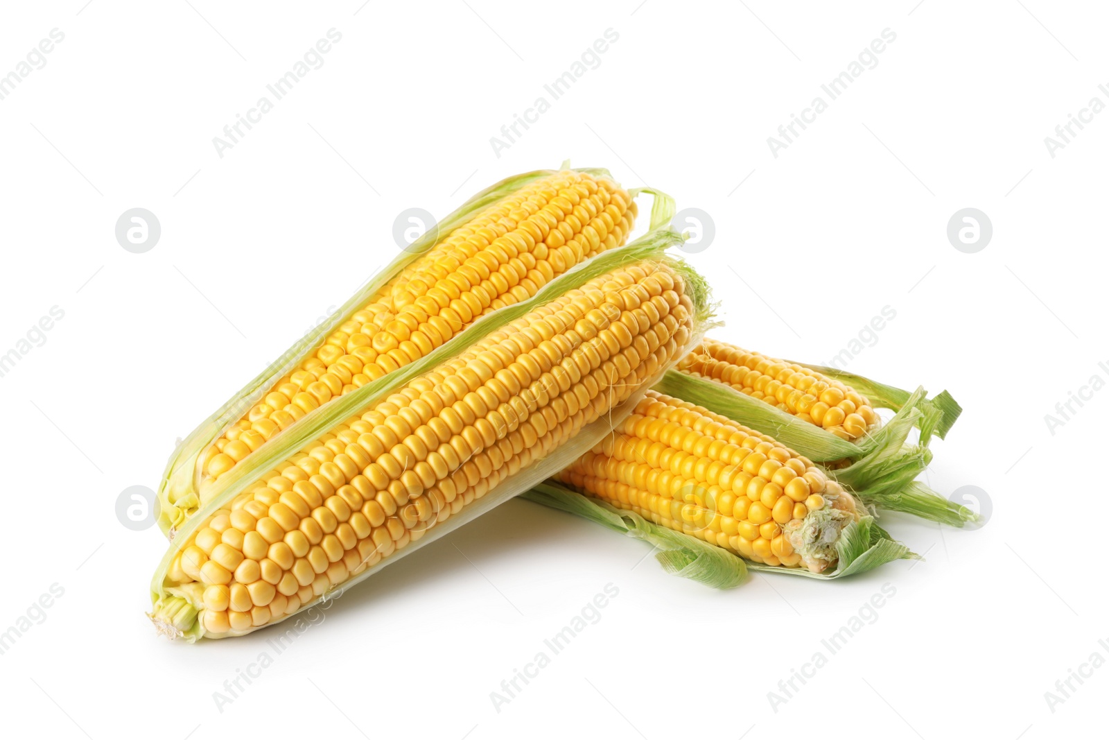 Photo of Ripe raw corn cobs with husk on white background