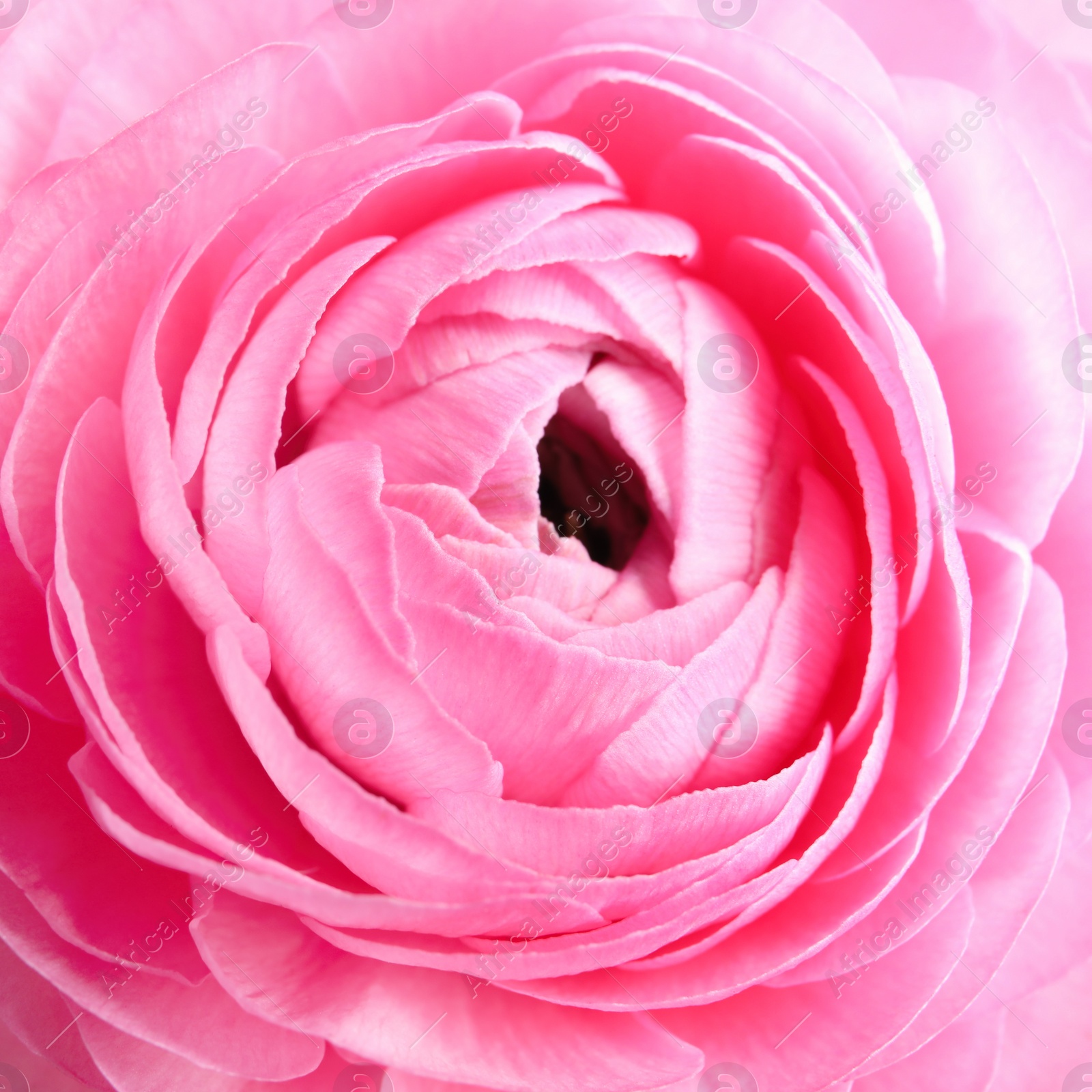 Photo of Beautiful fresh ranunculus flower on white background, closeup