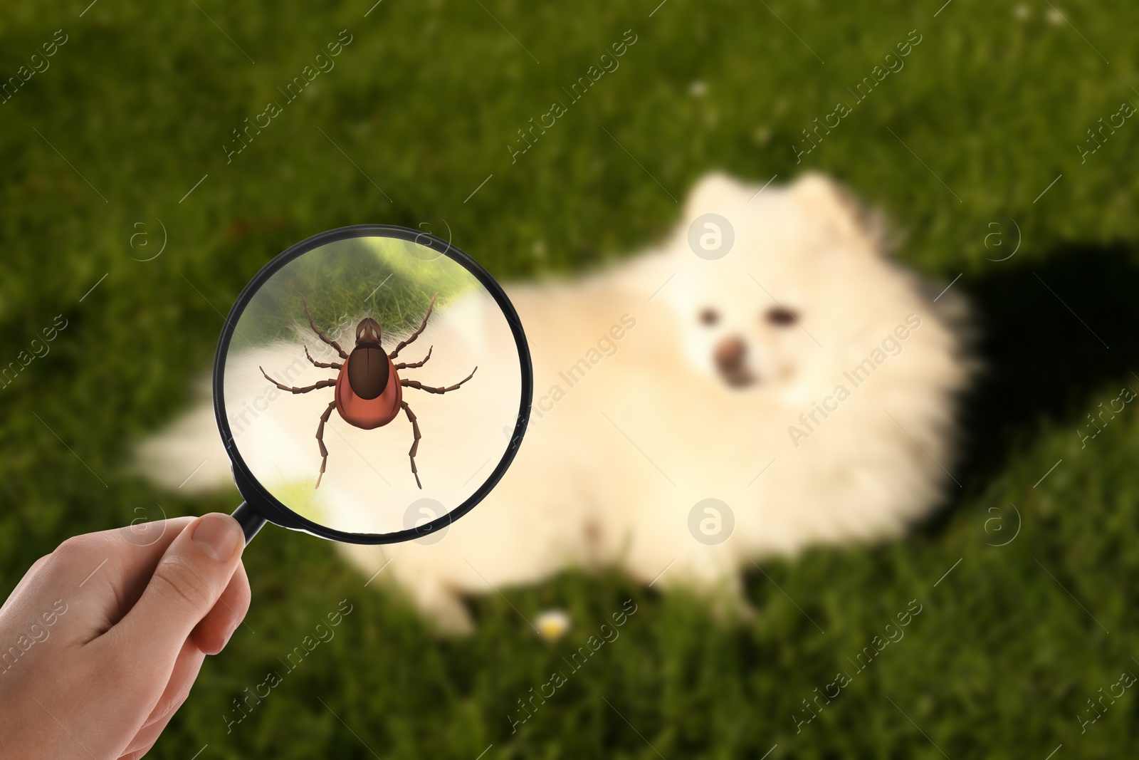 Image of Cute dog outdoors and woman showing tick with magnifying glass, selective focus. Illustration