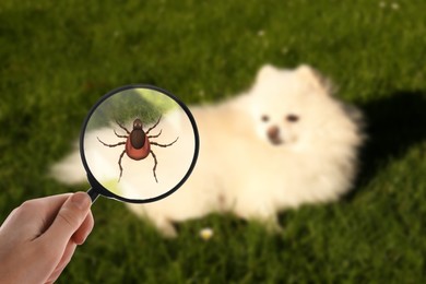 Image of Cute dog outdoors and woman showing tick with magnifying glass, selective focus. Illustration