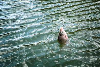 Photo of Catching fish on hook in river. Fishing day