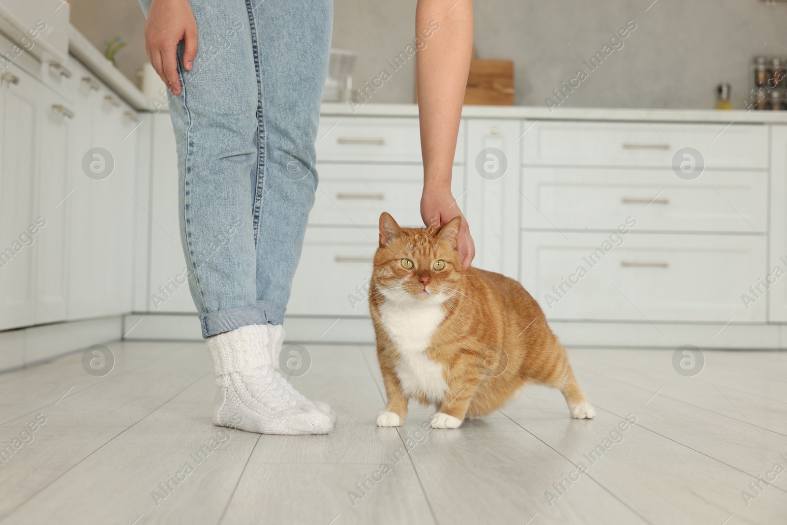 Photo of Woman petting cute cat in kitchen at home, closeup