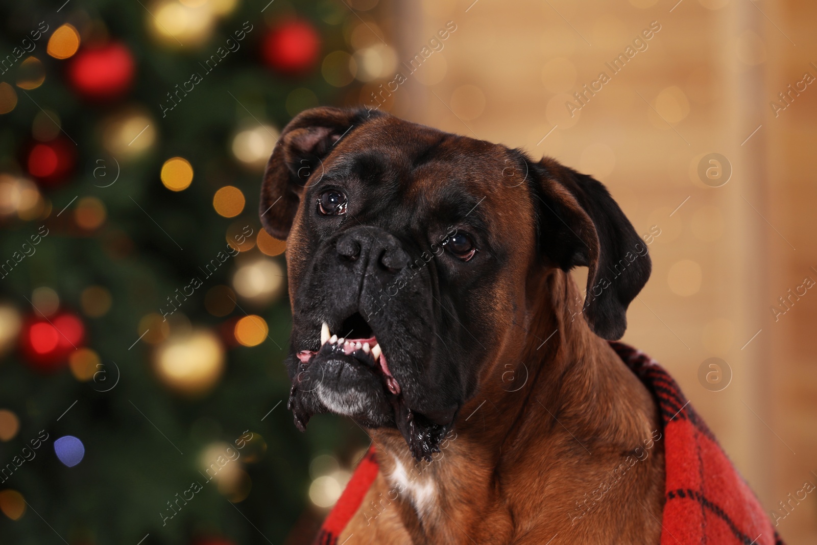 Photo of Cute dog covered with plaid in room decorated for Christmas, closeup