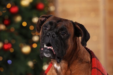 Cute dog covered with plaid in room decorated for Christmas, closeup