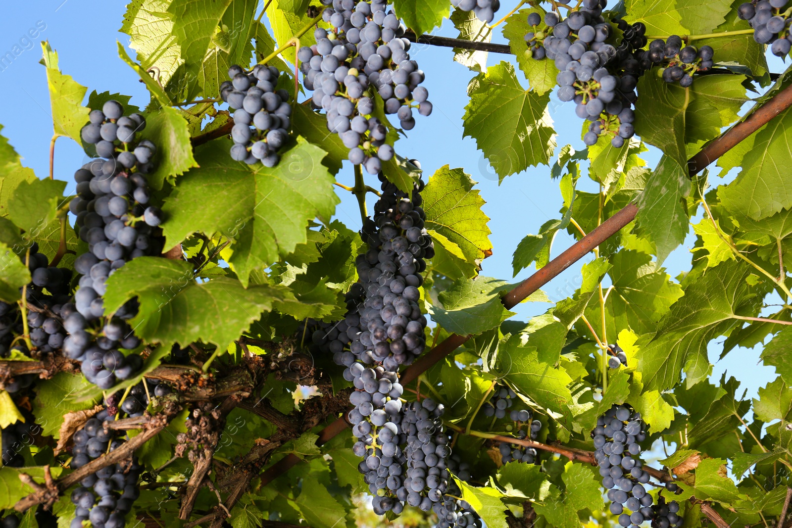 Photo of Ripe juicy grapes growing on branch in vineyard