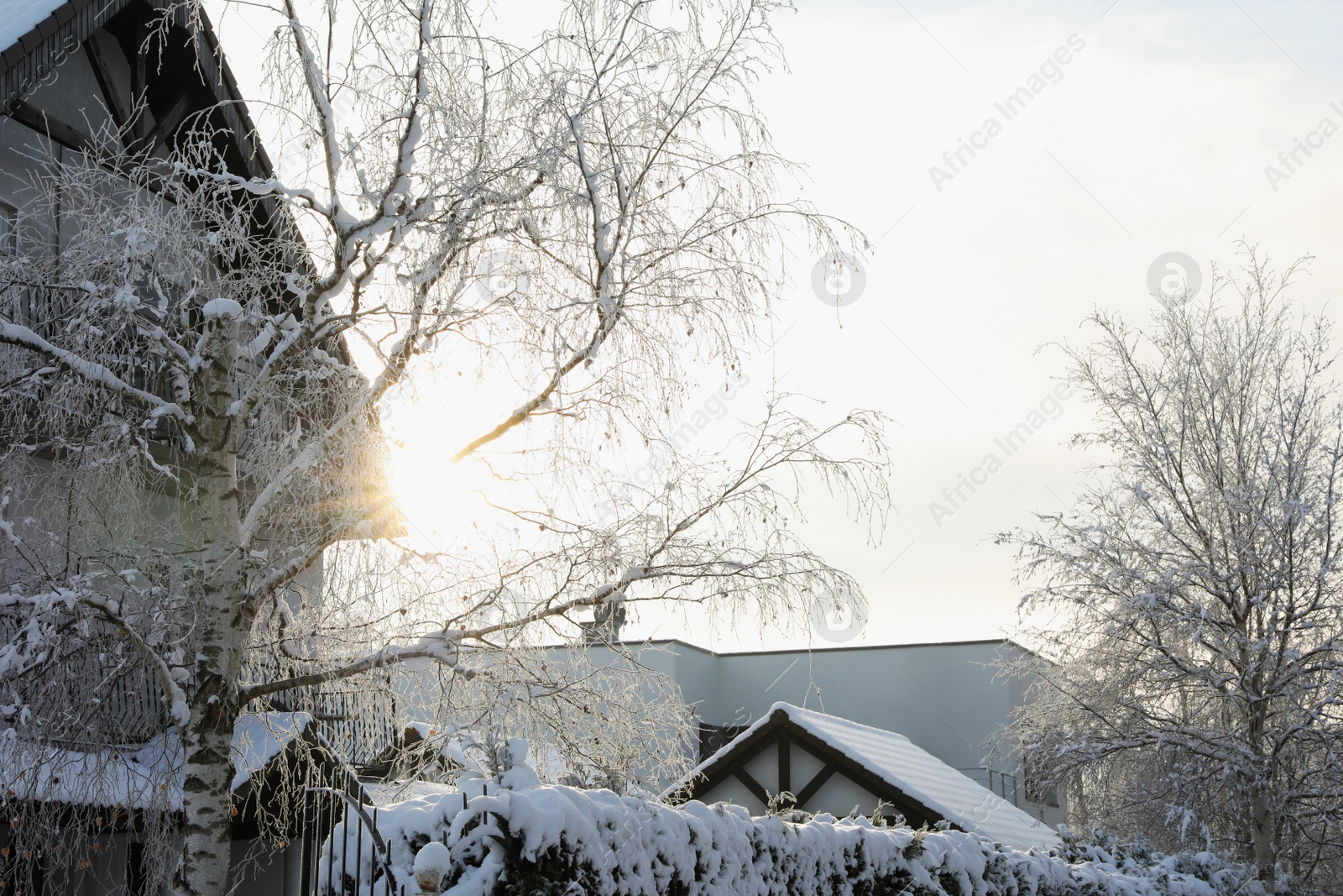 Photo of Sunbeam shining through tree branch near house in winter morning