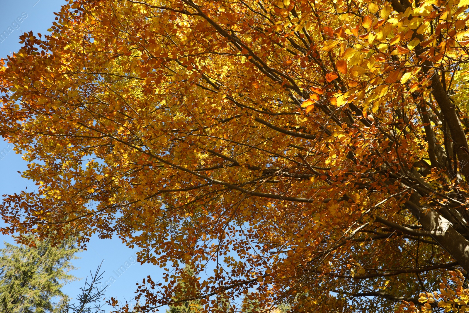 Photo of Beautiful tree with bright golden leaves in autumn