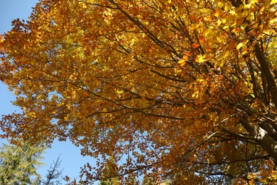 Beautiful tree with bright golden leaves in autumn