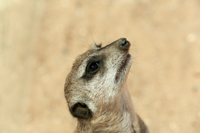 Closeup view of cute meerkat at zoo