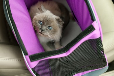 Photo of Cute grey cat inside pet carrier in car