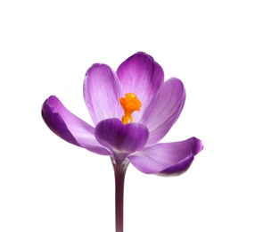 Beautiful spring crocus flower isolated on white