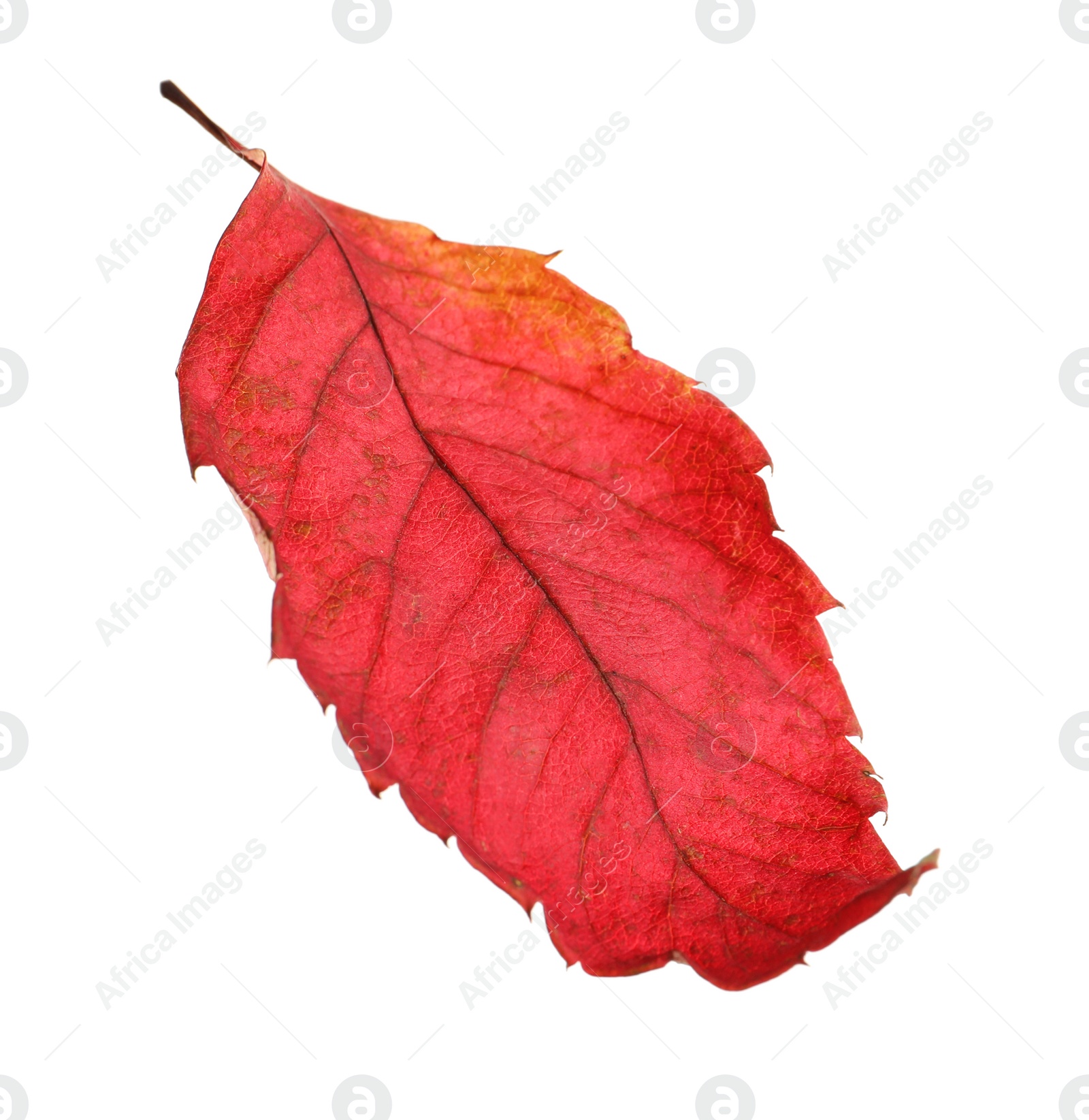 Photo of Beautiful autumn leaf on white background. Fall foliage