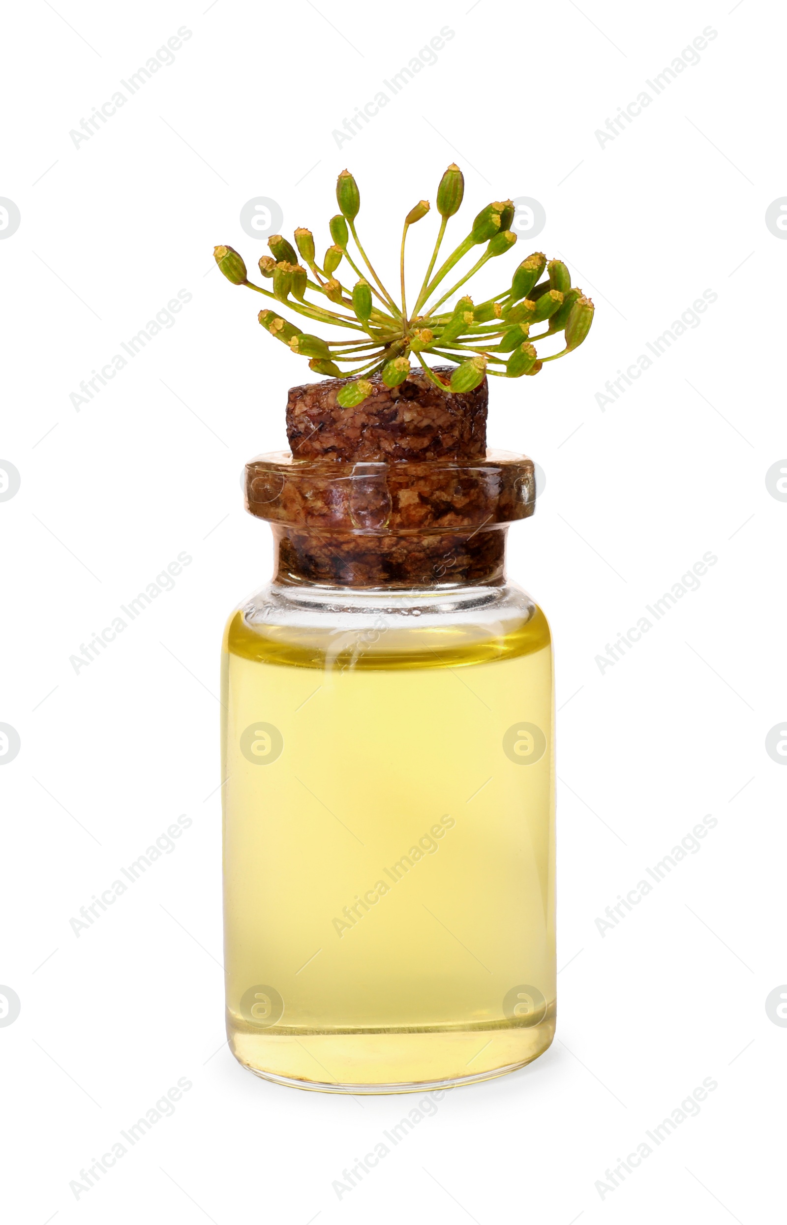 Photo of Bottle of essential oil and fresh dill isolated on white