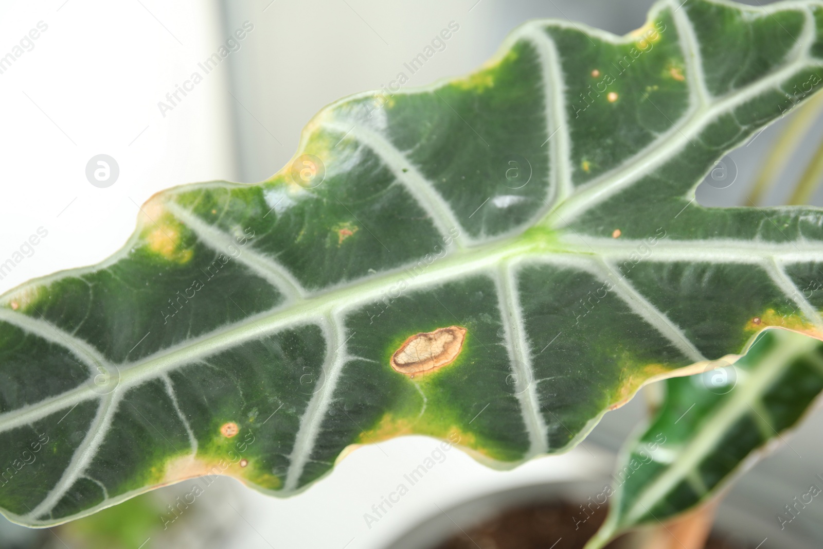 Photo of Home plant with leaf blight disease on  blurred background, closeup