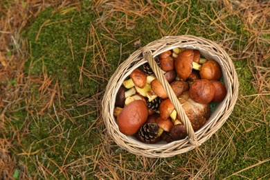 Photo of Basket full of fresh boletus mushrooms in forest, top view