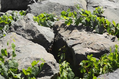 Photo of Rocky beach with green plants on sunny day as background, closeup