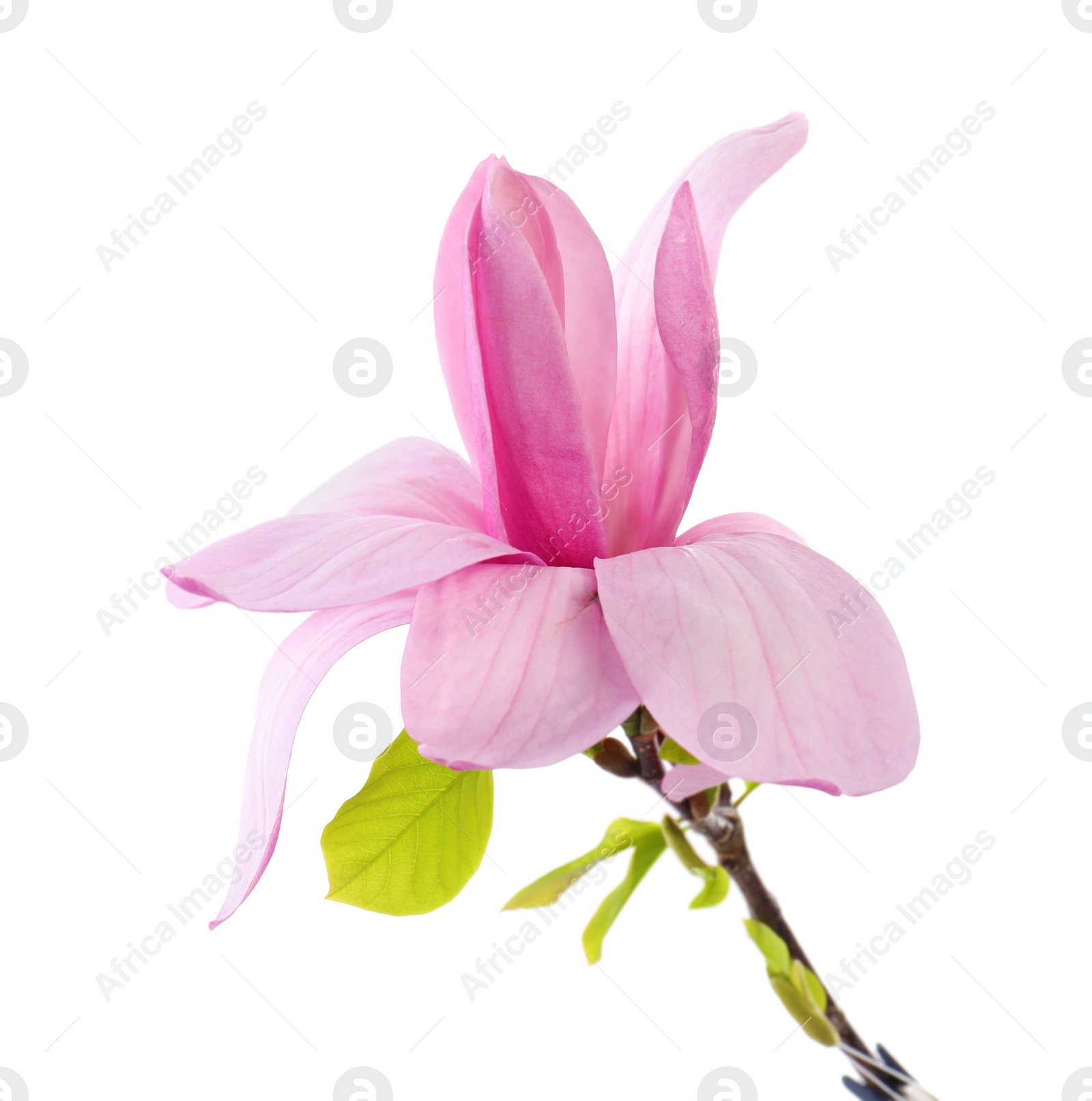 Photo of Beautiful pink magnolia flower isolated on white